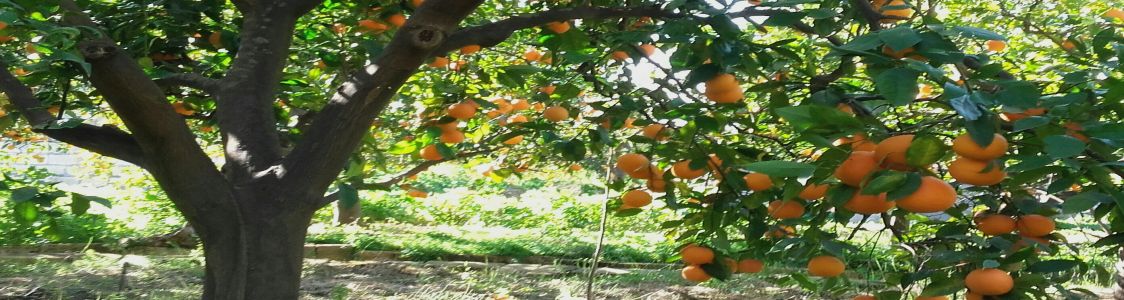 Vigna del Principe di Tribastone Anteo