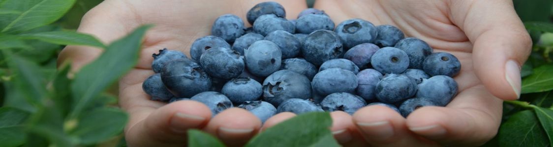 Az. Ag. Green Life - Antica via Romea di Anna Muzzarelli