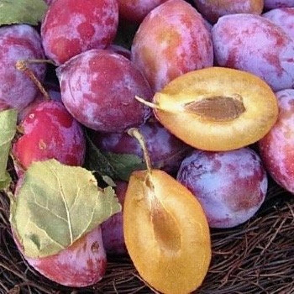 500 g di susine coscia di monaca viola