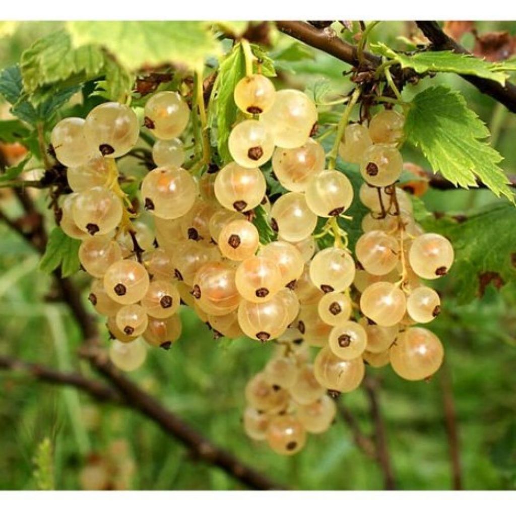 Vaschetta 125 g di ribes bianco