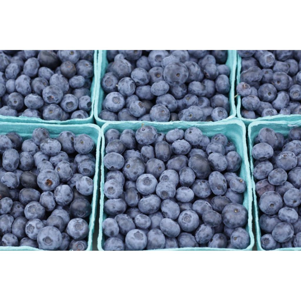 Vasca da 0.500 gr mirtillo