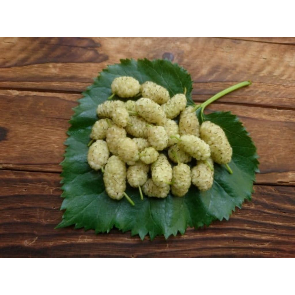 1 vaschetta da 125 g di more di gelso bianco