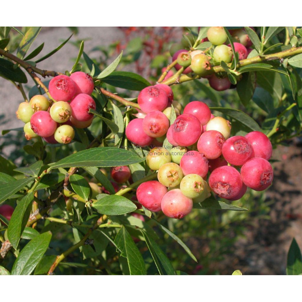 1 vaschetta di mirtilli rosa pink-lemonade da 125 g