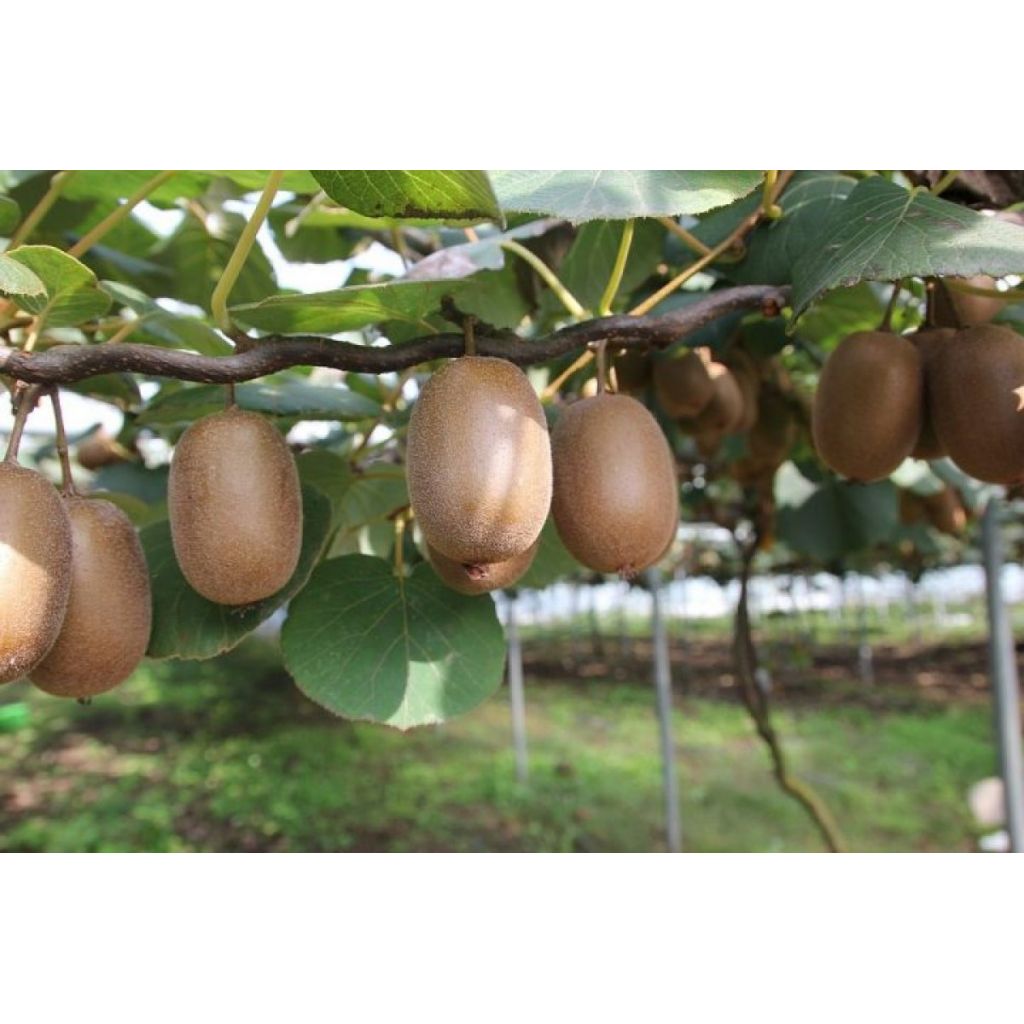 1 Kg di kiwi haward gigante