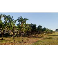 whatsapp image 20170909 at 17.26.08