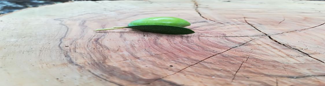 Azienda Agricola Giovanni Ventra