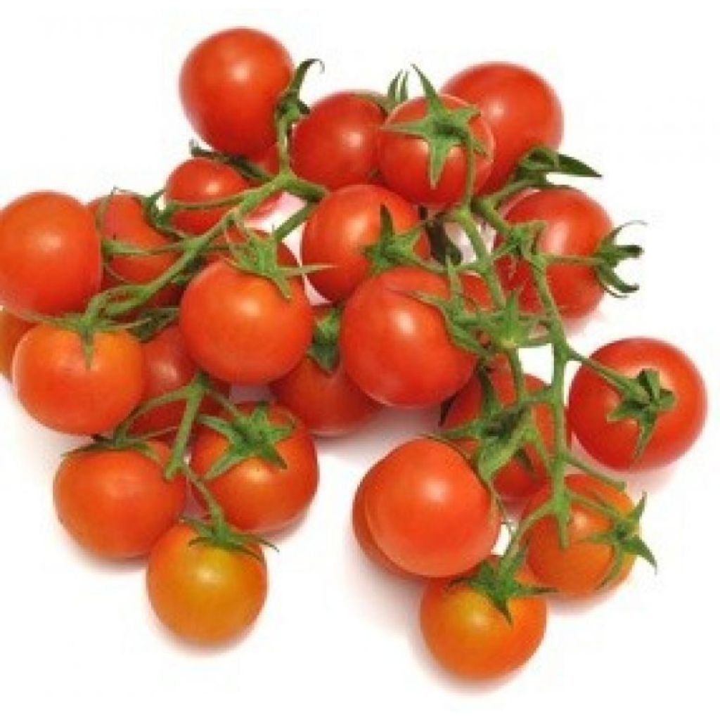 Pomodorini ciliegini Bio