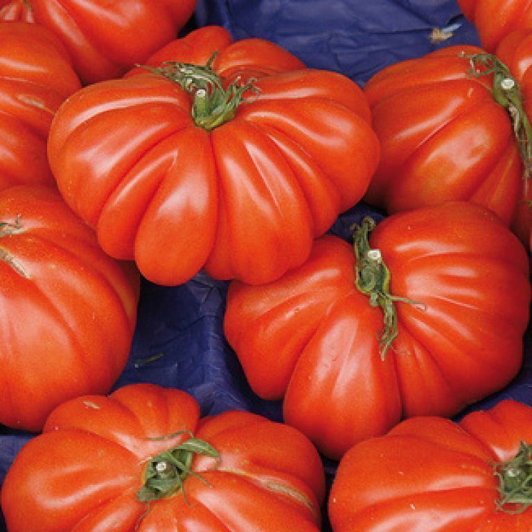 Pomodoro Costoluto