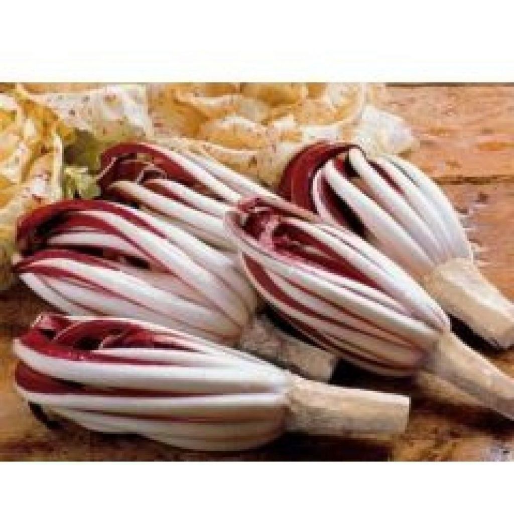 Radicchio Tardivo di Treviso Bio Produzione Propria