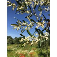 whatsapp image 20190629 at 09.07.541