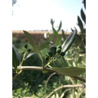 whatsapp image 20190629 at 09.08.43