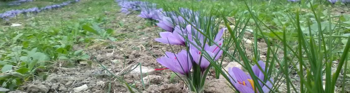 ZAFFERANO LE FONTANELLE