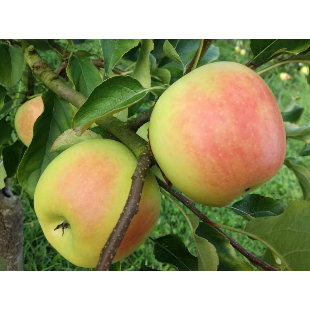 Mele BIO variet&agrave; Golden Orange - sacchetto 5 Kg