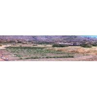 basilico e prezzemolo