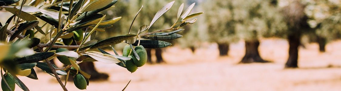 Azienda Agricola biologica Luigi Borrelli