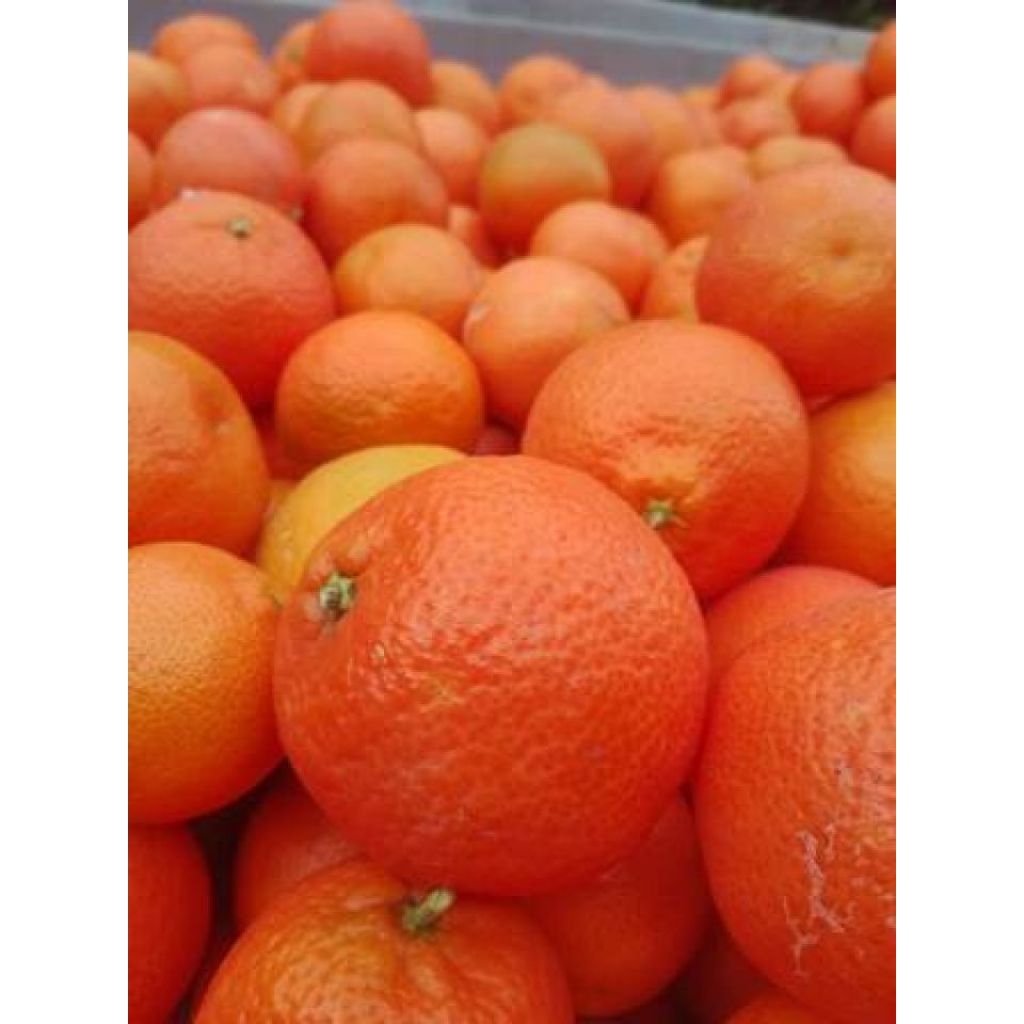 clementino comune 15 Kg