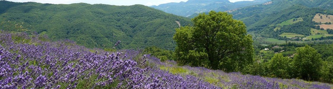 Remedia Prodotti Erboristici