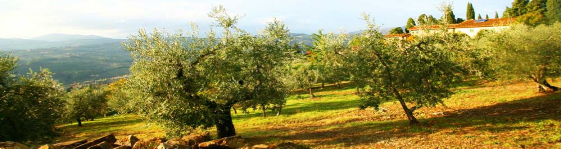 Fattoria Poggio di Fiesole