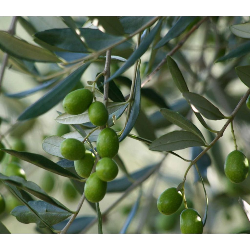 Olio 2018 extravergine "Olio novo"