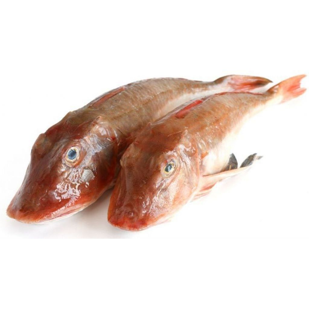 Gallinella di mare (ANZOLO)