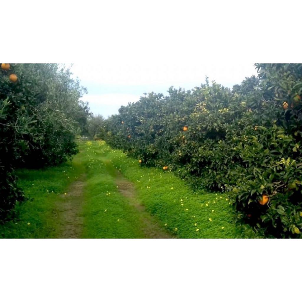 Cassetta di arance biologiche - 10 Kg