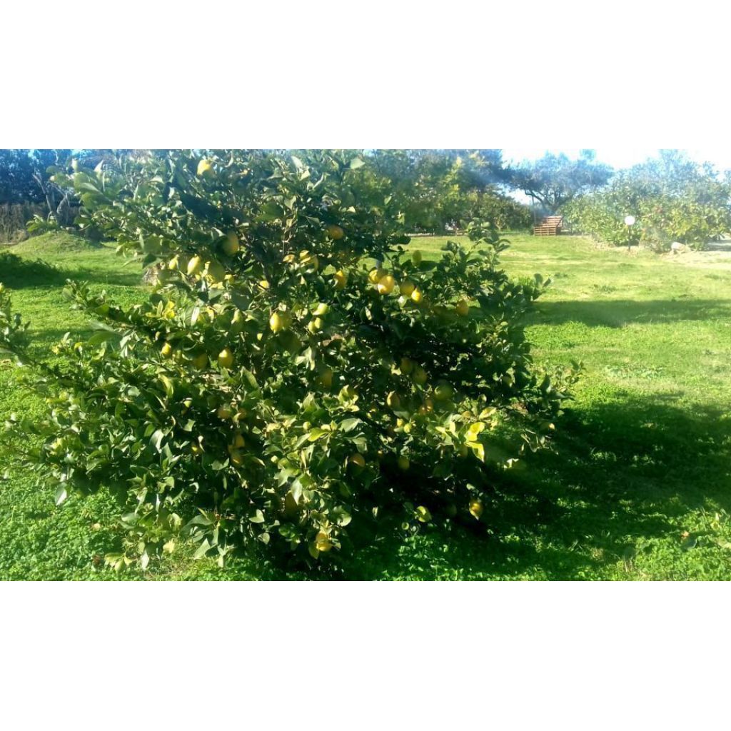 Cassetta di limoni biologici - 10 Kg