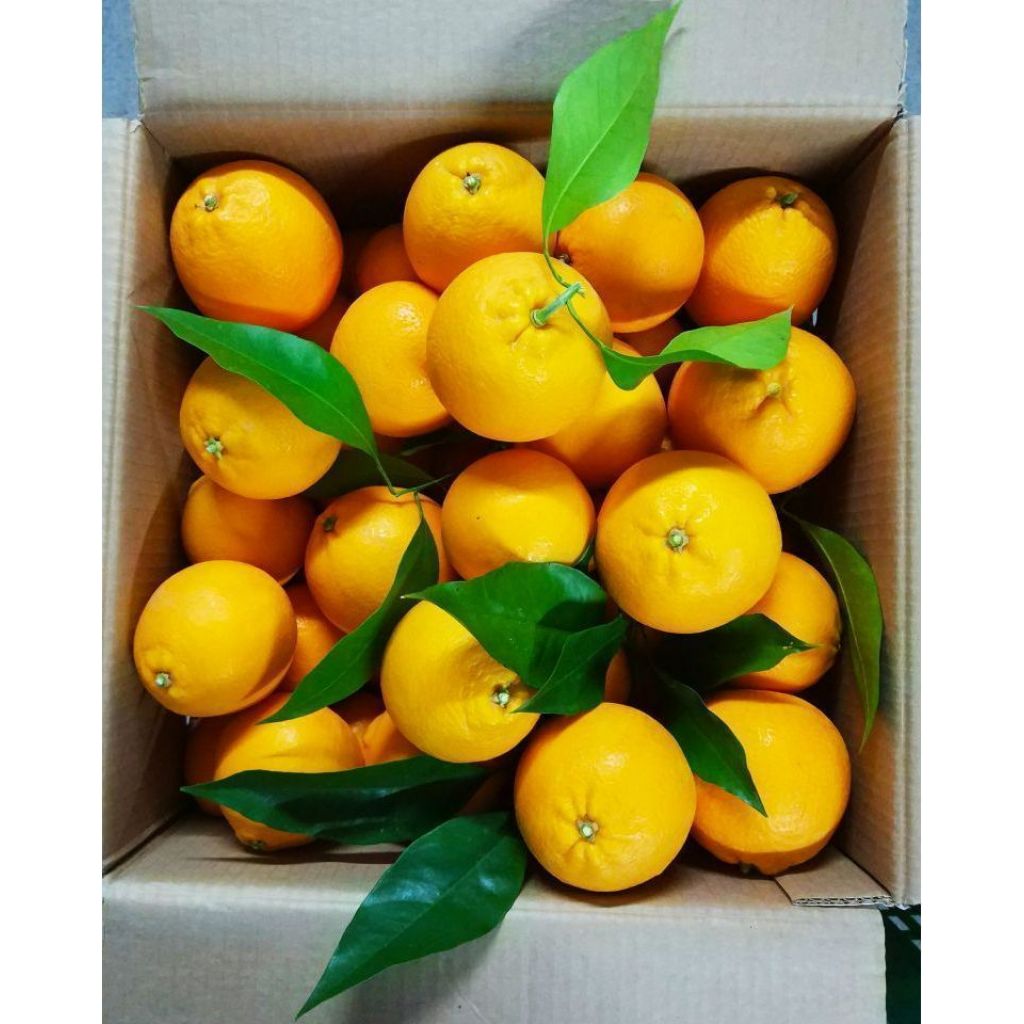 Confezione Arance Tarocco Gallo tavola - 16Kg