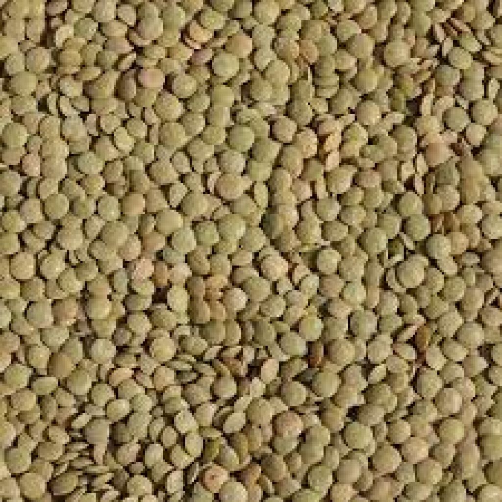 Organic green lentils