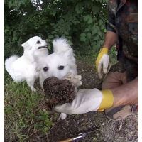 13232866_10153410847327142_8151447866848788383_n