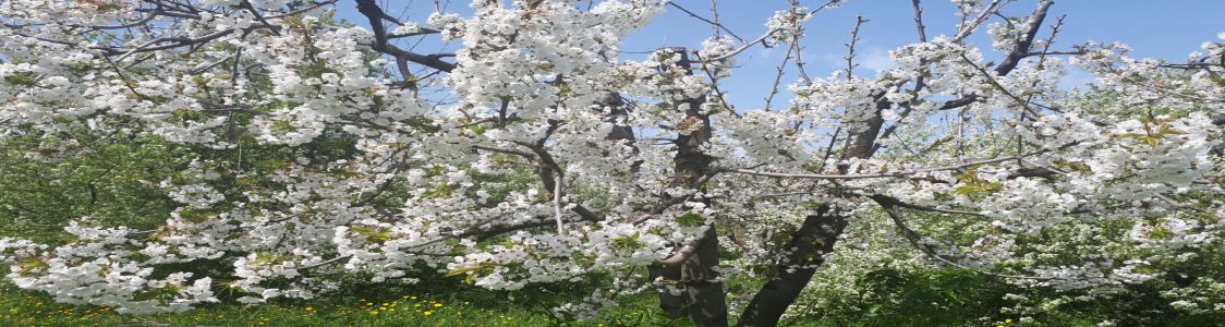 Azienda Agricola Loconsole