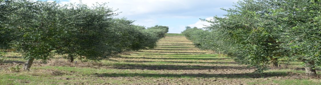 Az. Agricola DE CILLIS