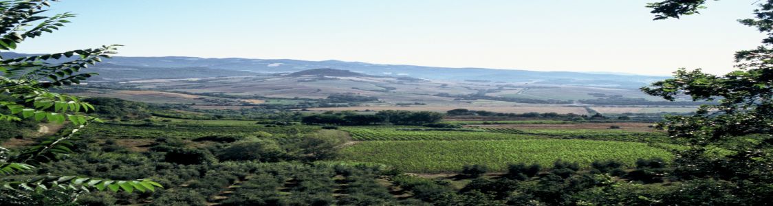 FONTEMORSI SOCIET&Agrave; AGRICOLA