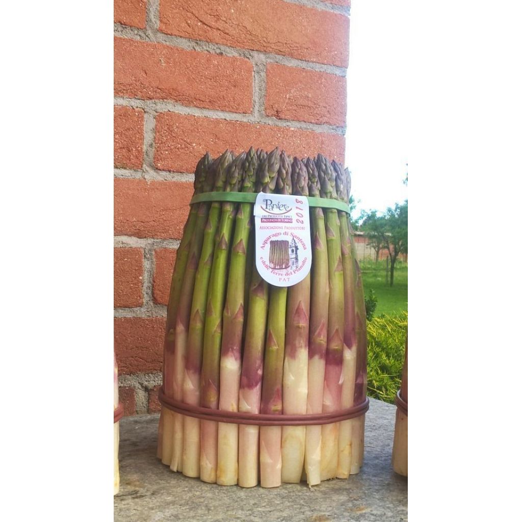 Asparago di Santena in mazzo