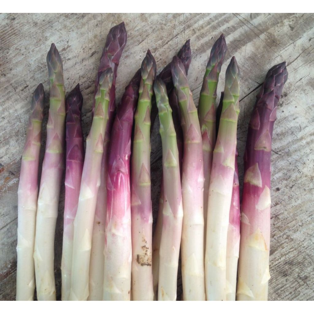 Mazzo di asparagi violetti e verdi bio