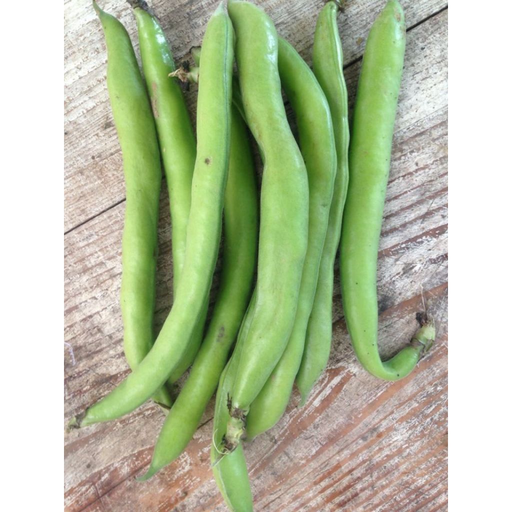Fava fresca bio