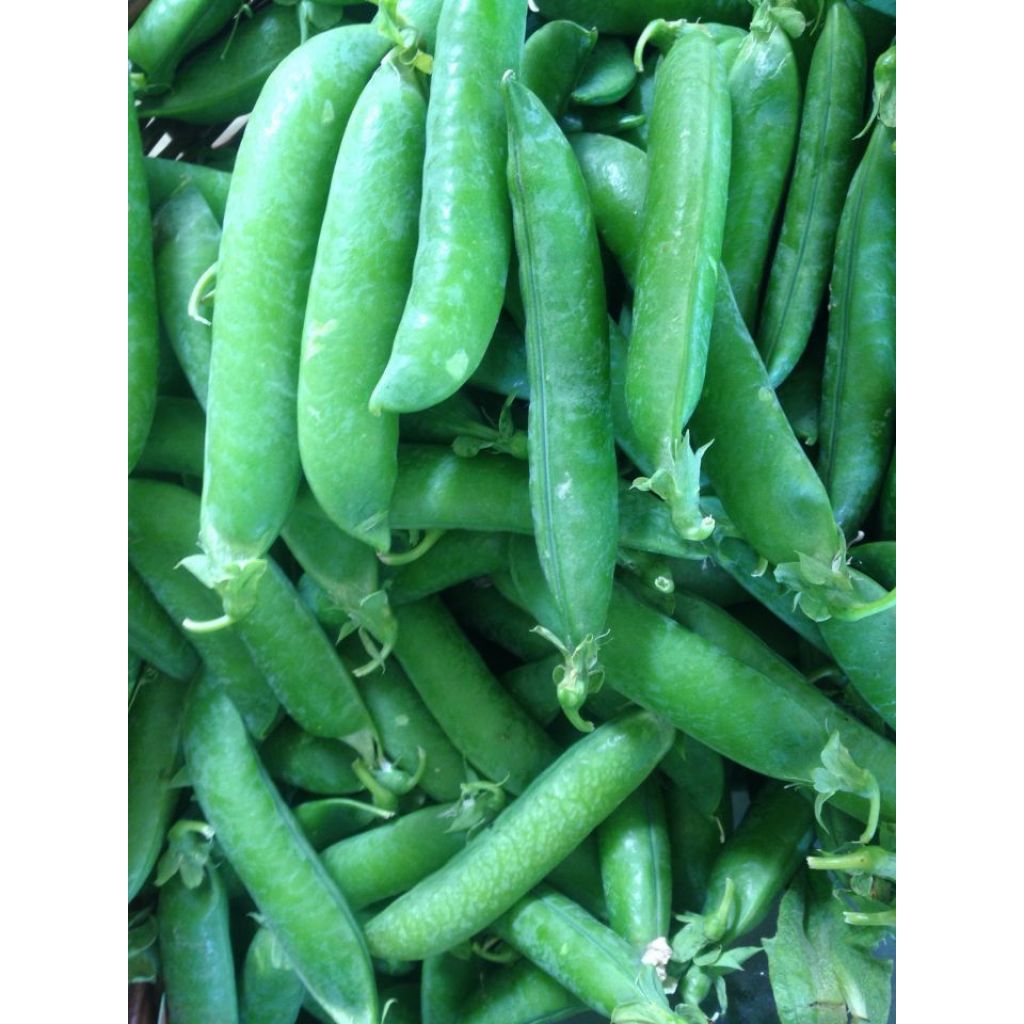 Piselli freschi bio