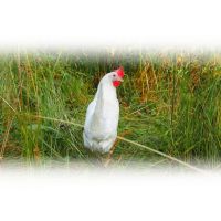 livornese fra i fiori