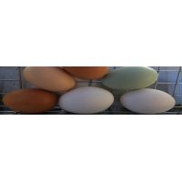 uova fresche ritaglio