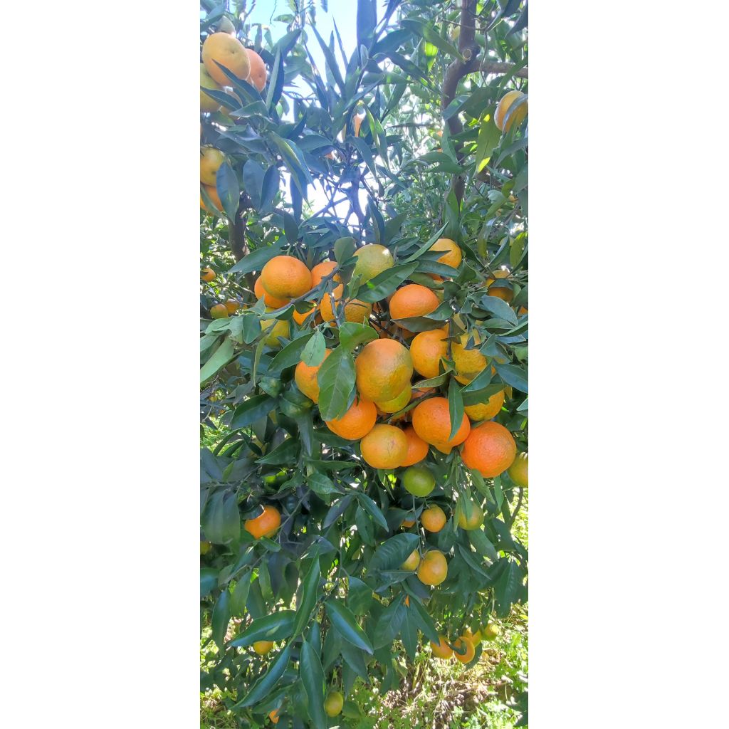Cassetta di clementine senza semi da 20Kg