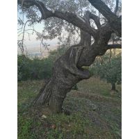 c31f792ea2d6490a8ca22d825e4baf91