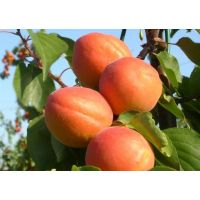 dscn6759copye1429800494562689x490