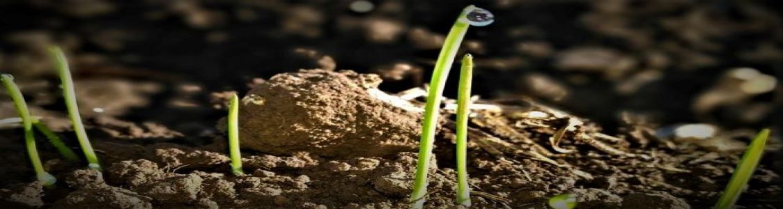 TERRA di Nunzio D'Ambrosio