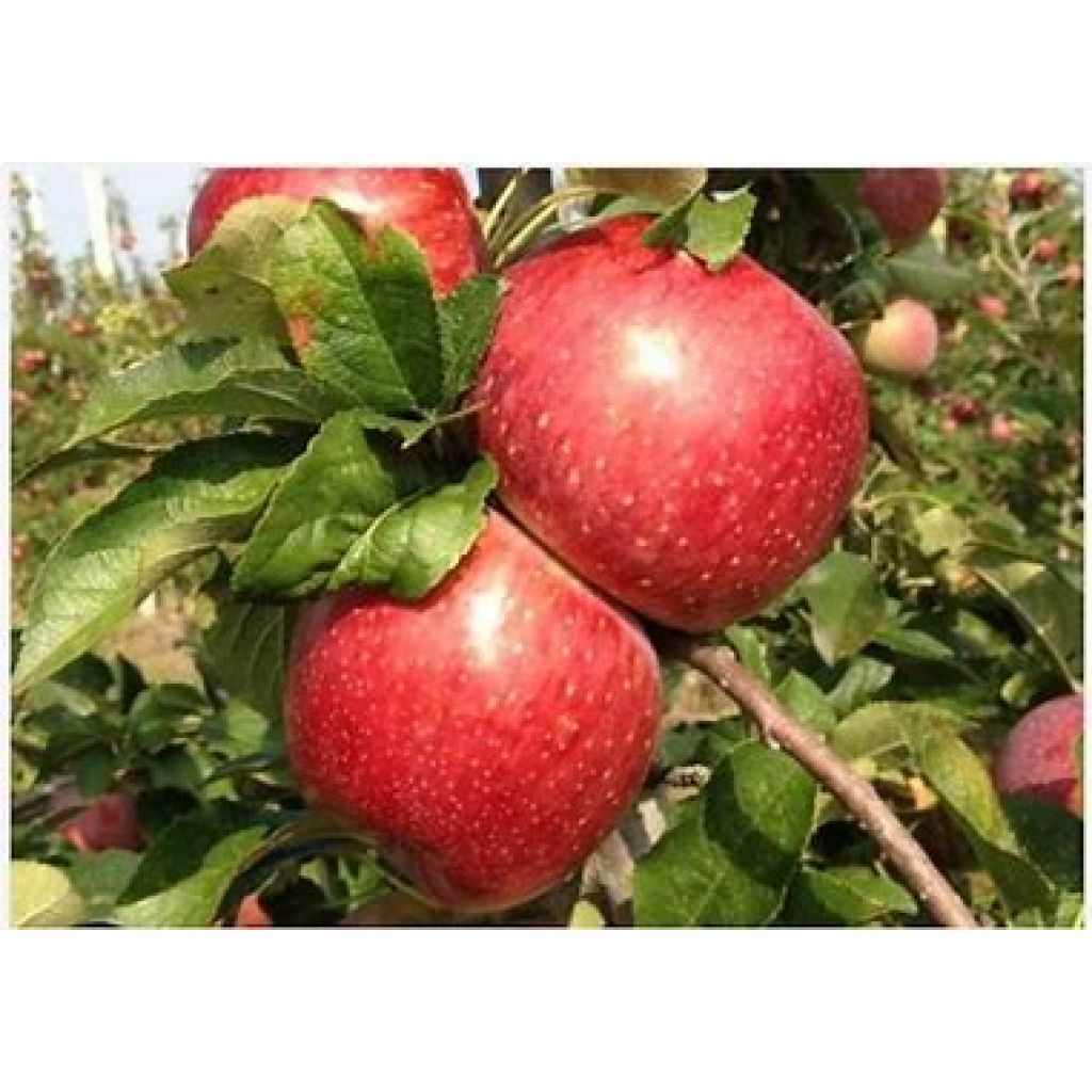 Mele Fuji bio II - plat&ograve; 8Kg