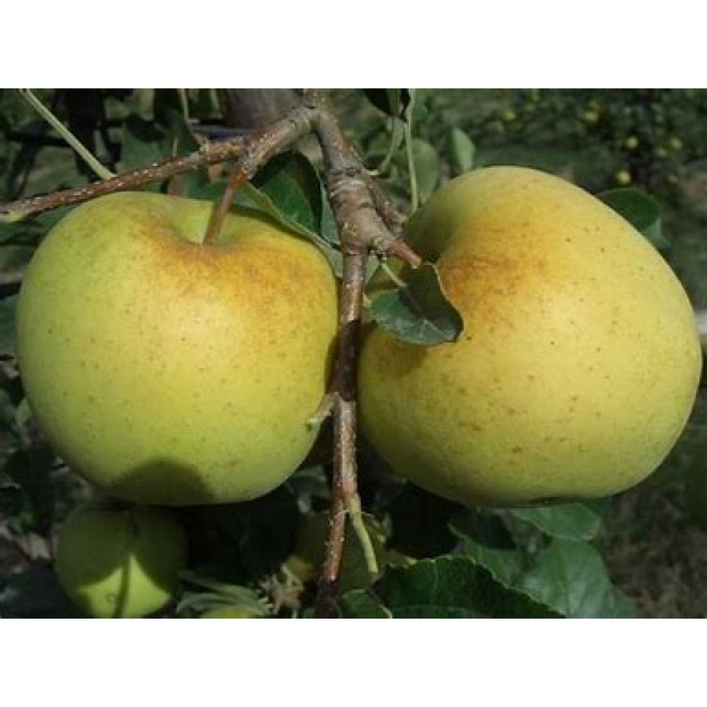 Mele Golden Delicious bio II scelta o piccoli * Cartone 14 Kg