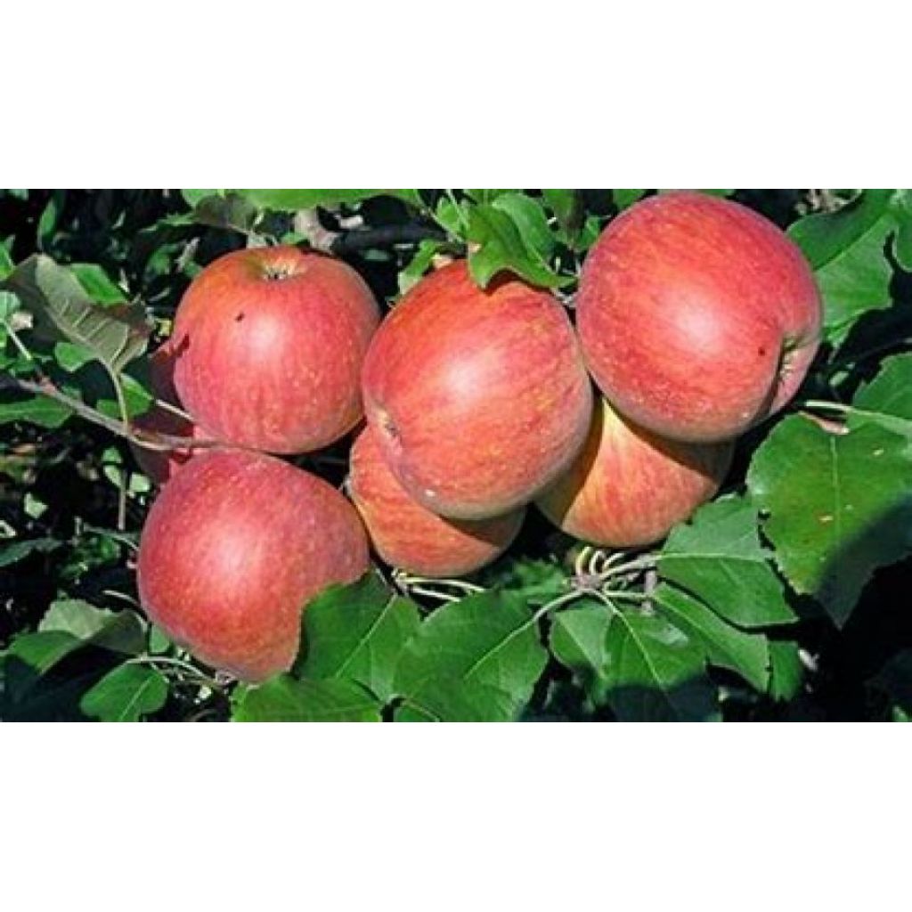 Mele Morgenduft bio - Imperatore I scelta * Cartone 14 Kg