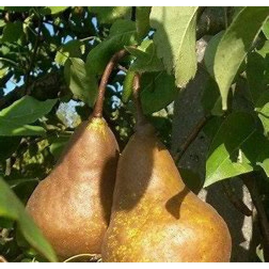 Pere Kaiser bio * Plat&ograve; 8 Kg