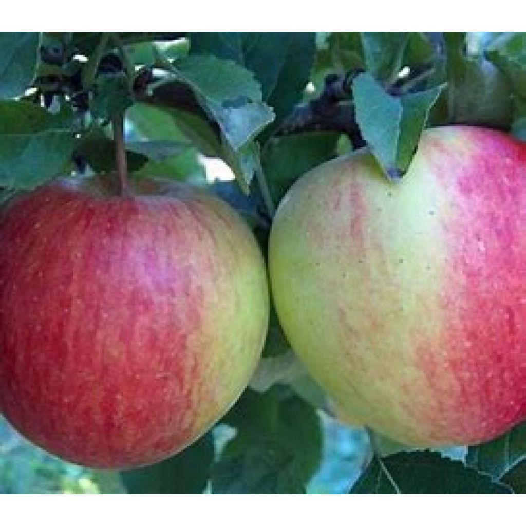 Mela Pinova I - plat&ograve; 8 Kg