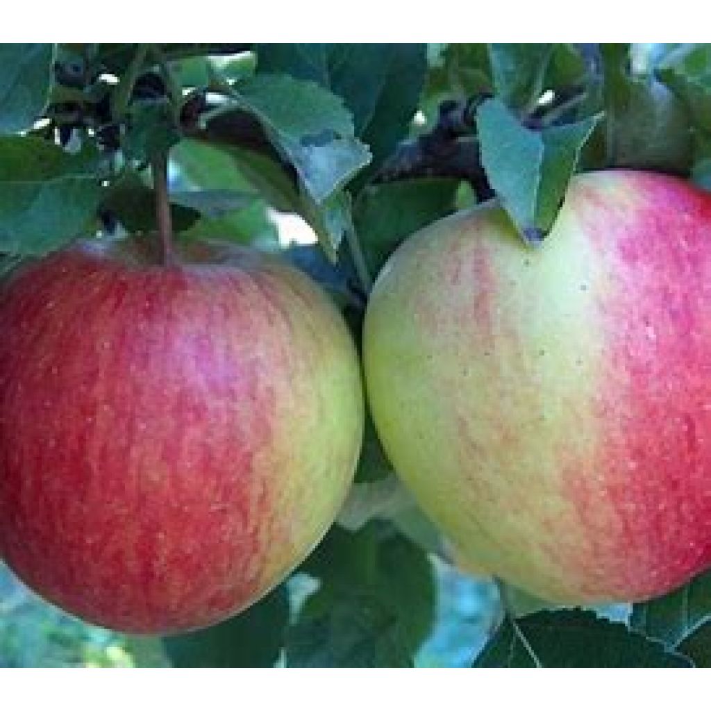 Mela Pinova II - plat&ograve; 8 Kg