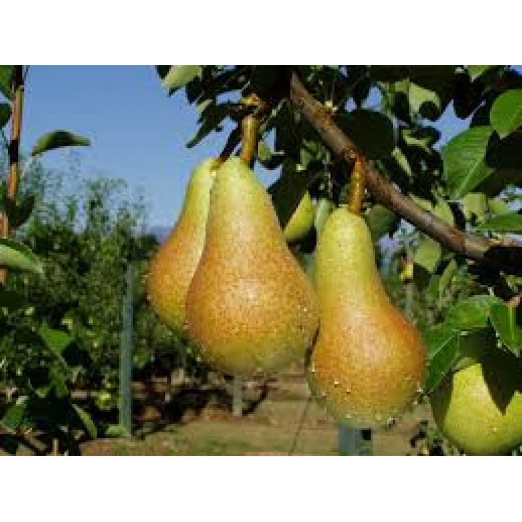 Pera MARTINON bio II - cassa 14 Kg