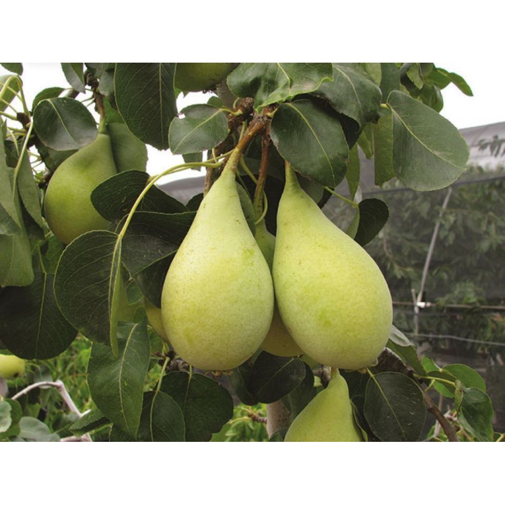 Pera SPADONE bio - cassa 14 Kg